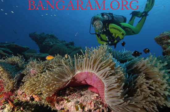 BANGARAM DIVING